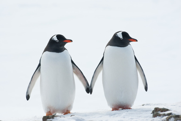 Dos pingüinos Gentoo
. - Foto, imagen