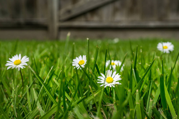 Білі звичайні ромашкові квіти на траві на задньому дворі
 - Фото, зображення
