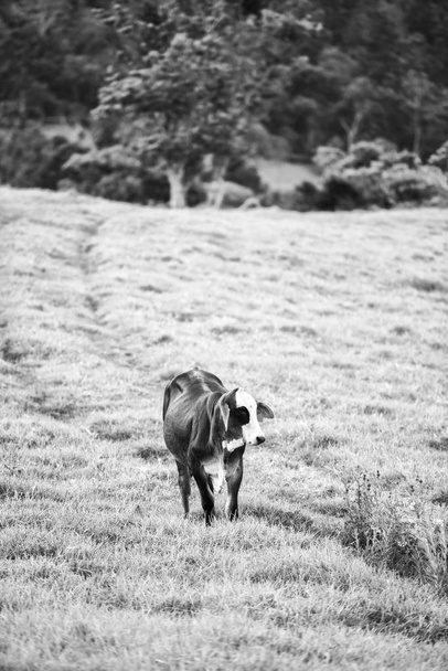 Country Cows in Queensland - Fotografie, Obrázek