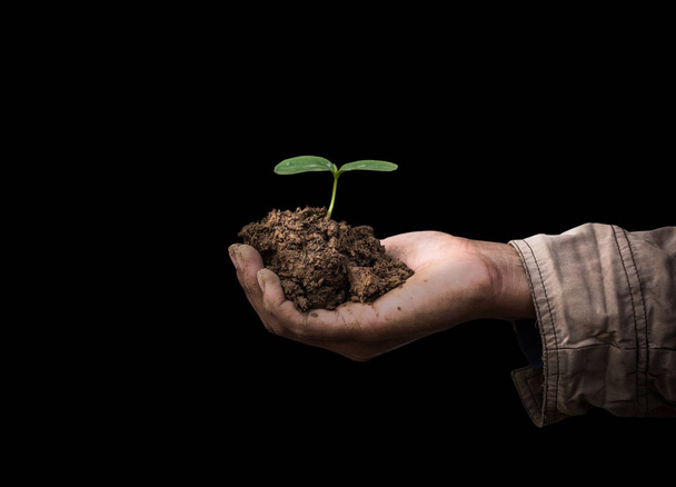 ανώτερος άνθρωπος που κρατά την άνοιξη νεαρών φυτών στα χέρια. έννοια της οικολογίας - Φωτογραφία, εικόνα