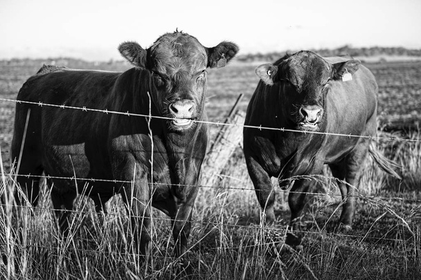 Landkühe in Queenland - Foto, Bild