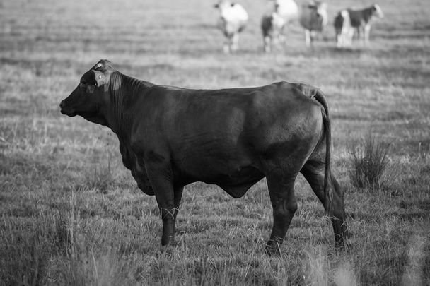 Country Cows in Queensland - Фото, изображение