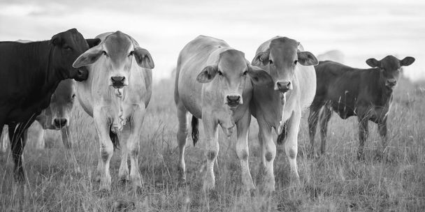 Country Cows in Queensland - Foto, Bild