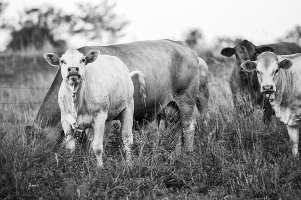 Country Cows in Queensland - Foto, Bild
