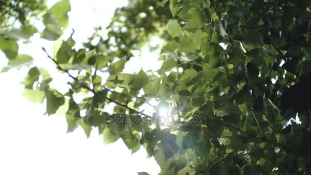 The sun shines through the leaves of the tree. - Felvétel, videó