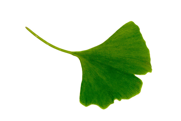 Ginkgo biloba yaprağı - Fotoğraf, Görsel