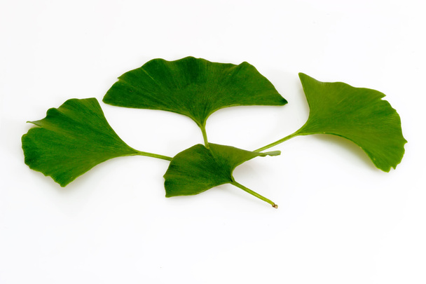 Ginkgo biloba leafs - Photo, Image