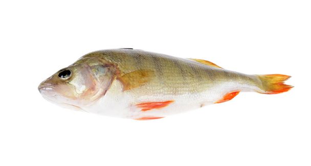 Taze balık (Scardinius erythrophthalmus) üzerinde  - Fotoğraf, Görsel