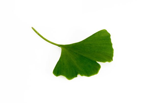 листя гінкго
 - Фото, зображення