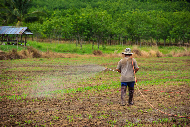 zemědělci rozprašování pesticidů v kukuřičném poli - Fotografie, Obrázek
