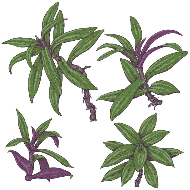 Spiderwort Branches Sketch - Vetor, Imagem