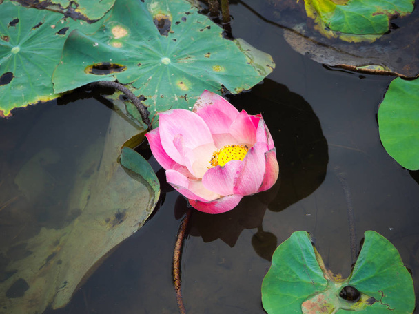 Pink Sacred Lotus blossom and leaves - Photo, Image
