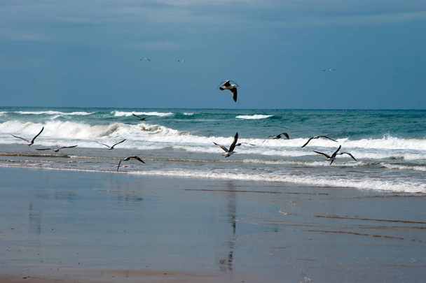 Gaviotas en la playa
 - Foto, imagen