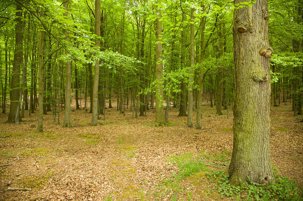 büyülü yeşil ahşap - kayın ağaçlarının - Fotoğraf, Görsel