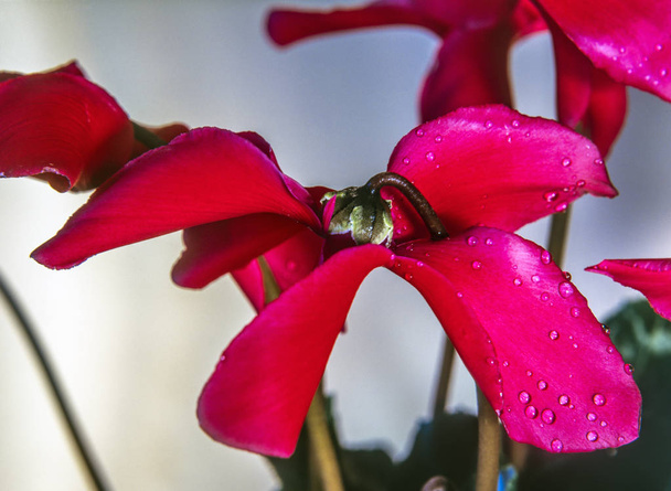 Single Cyclamen flower - Photo, Image