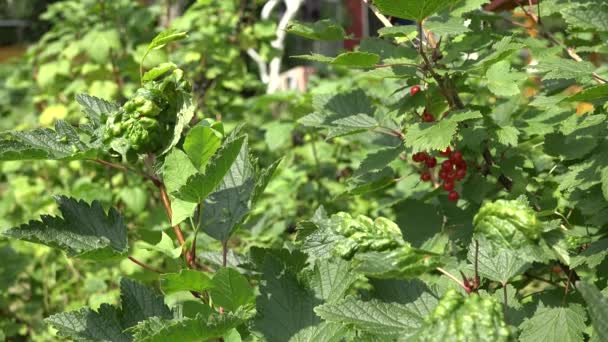 bayas de grosella roja en el arbusto en el jardín de verano. 4K
 - Metraje, vídeo