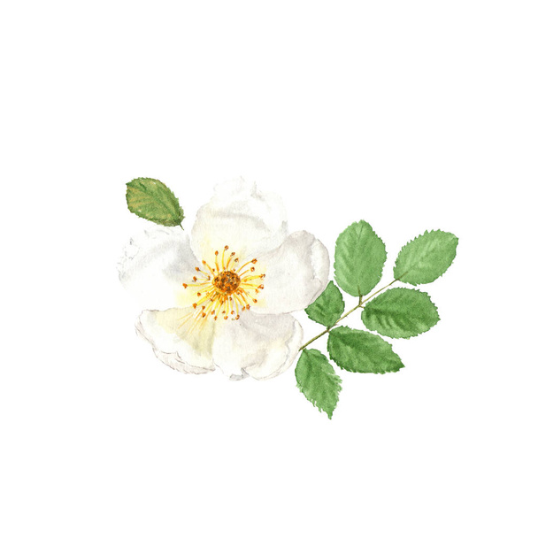 Botanical watercolor illustration sketch of white dogrose on white background - Photo, Image