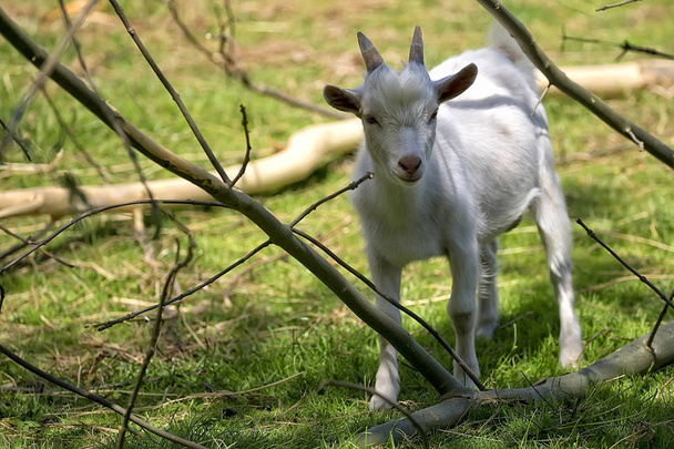 Белая коза на поляне
  - Фото, изображение