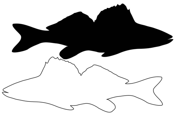 vettore silhouette zander
  - Vettoriali, immagini