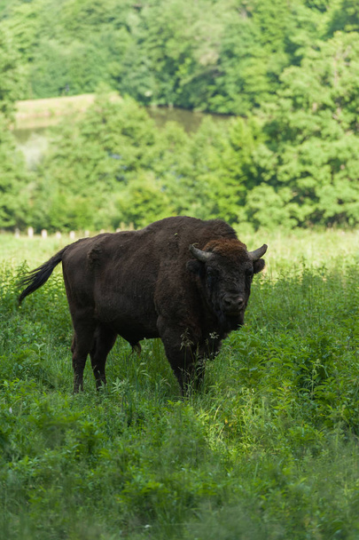 Zimbru-bisonte europeo
 - Foto, Imagen