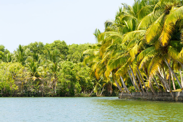 Jungle of the Kerala backwaters, chain of lagoons and lakes - Foto, afbeelding