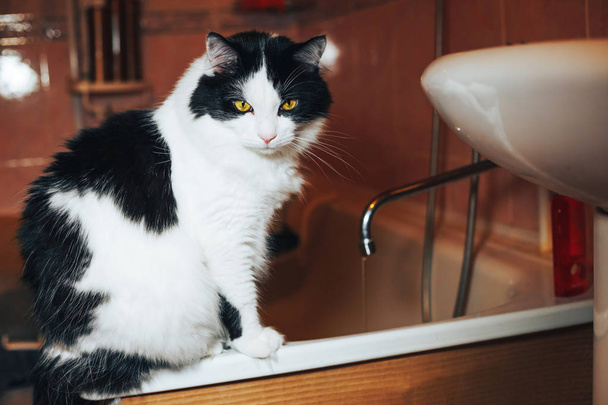 Black white cat sits on the tub and thinks to drink water or not - Φωτογραφία, εικόνα