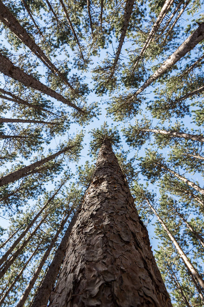 Looking Up At Tall Pines - Foto, Bild
