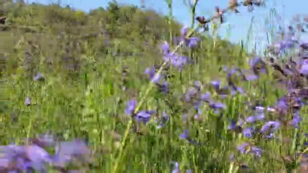 Lavendel - Filmmaterial, Video