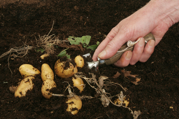 Potatoes in trowel - Φωτογραφία, εικόνα