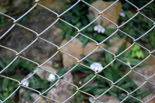Ενδημικά λευκές ορχιδέες στο κλουβί.  - Φωτογραφία, εικόνα