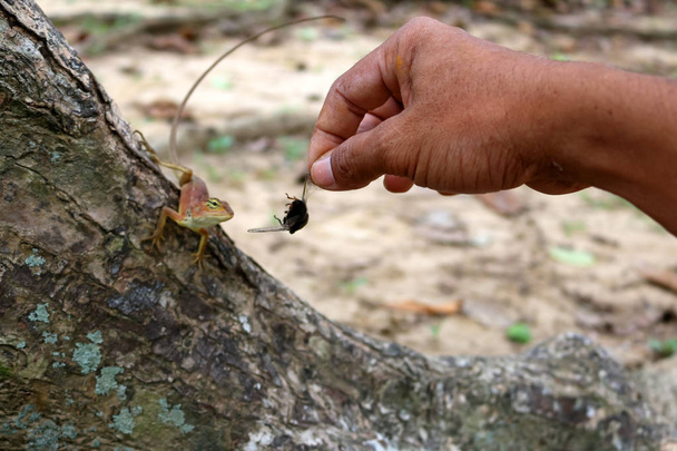 Hand feed insects to lizards. - Photo, Image