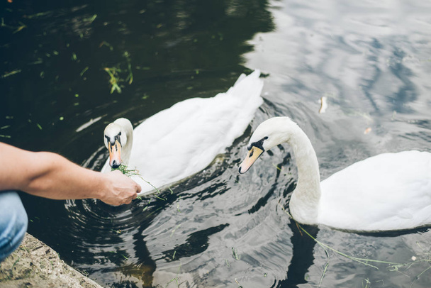 Man feeding swan with grass - Foto, imagen