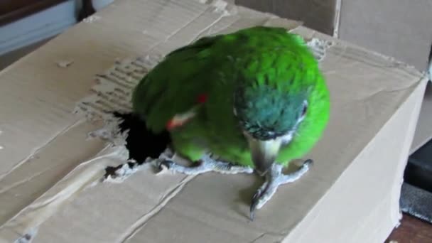Κατοικίδιο ζώο πράσινο παπαγάλος ανεβαίνει ένα κουτί από χαρτόνι. - Πλάνα, βίντεο