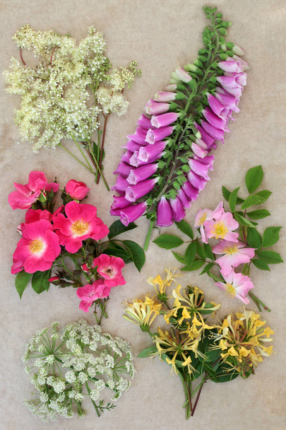 Estudio de naturaleza de flores silvestres de verano
 - Foto, Imagen