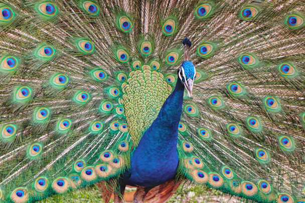 Retrato de pavo real macho indio
 - Foto, Imagen