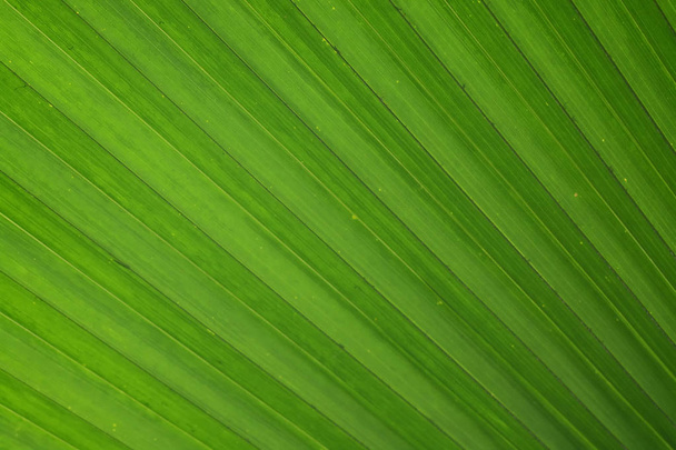Texture of Plam and coconut leaf as background - Photo, Image