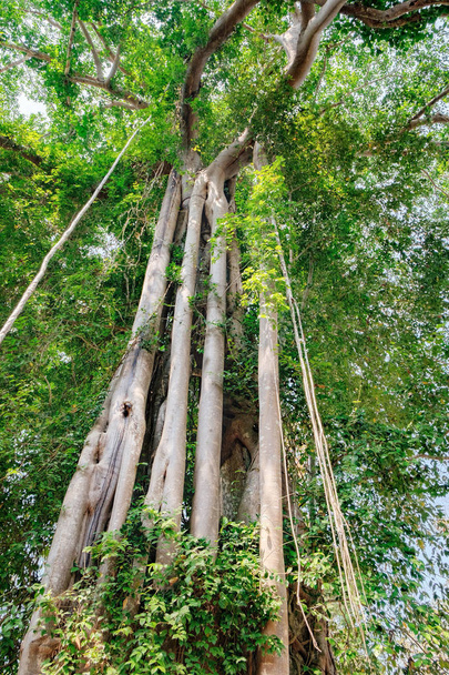 Grote boomstam van oude tropische boom in Cambodja - Foto, afbeelding