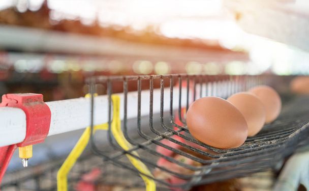Eier in der Schale. Hühnereier und Hühner essen Nahrung im Bauernhof backg - Foto, Bild