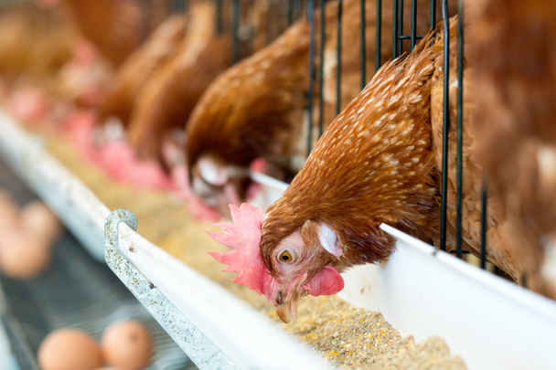 Kippen, kippeneieren en kippen die voedsel eten op de boerderij - Foto, afbeelding