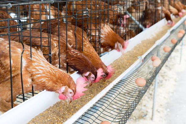 Poules, œufs de poulet et poulets qui mangent de la nourriture à la ferme
. - Photo, image