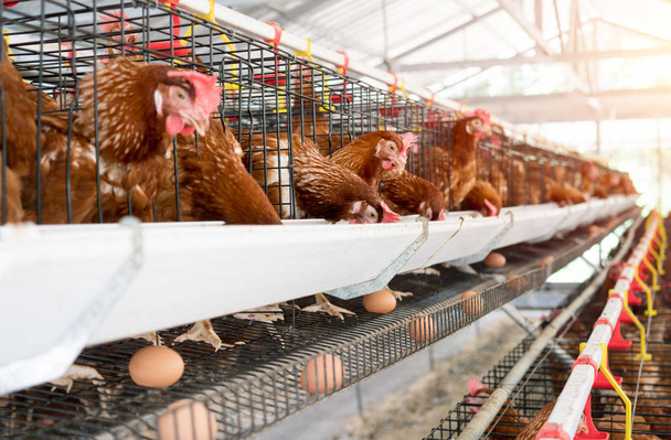 Kury, jaja kurze i kurczęta jedzące żywność na farmie - Zdjęcie, obraz