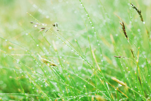 Waterdrops on grass - Photo, Image