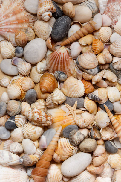 Sea shells background. - 写真・画像