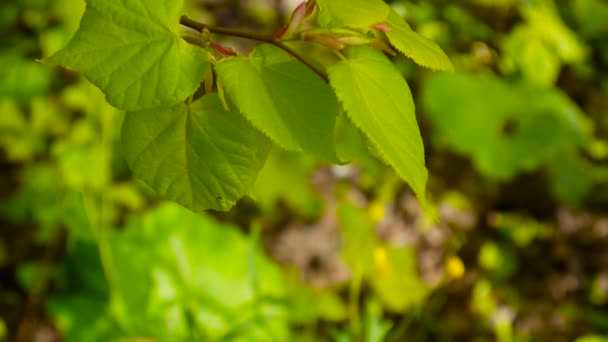 グリーン、新鮮な春のライムの木リンデン ティリア自然な背景の森を葉します。静的なカメラ。1080 フル Hd ビデオ映像。シナノキ - 映像、動画
