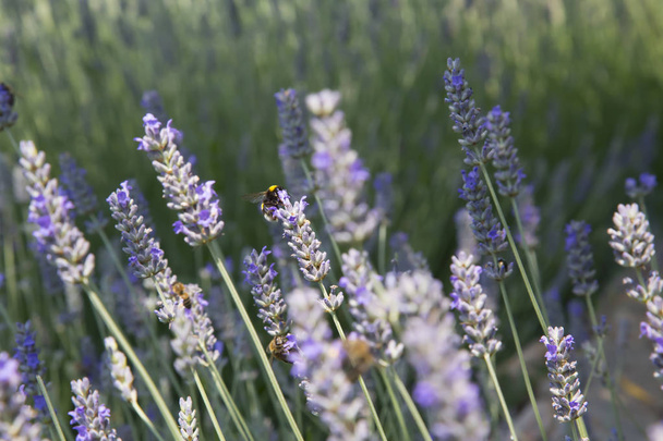 Méhecske Lavenders - Fotó, kép