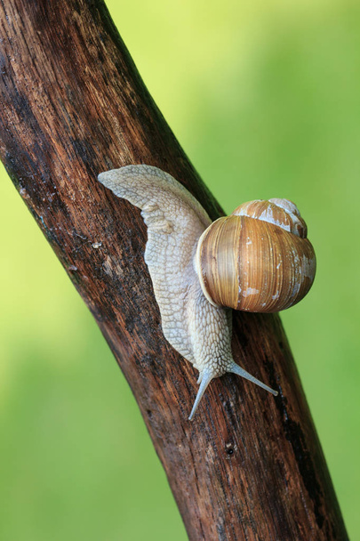 Een slak kruipt langs een boomtak - Foto, afbeelding