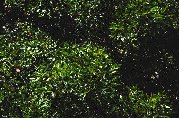 Green bush background - Фото, изображение