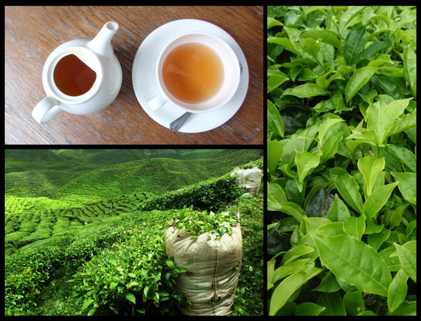 groene thee - Foto, afbeelding