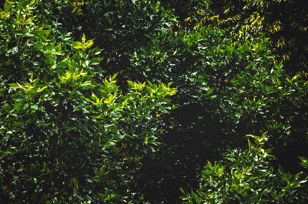 Green bush background - Фото, изображение