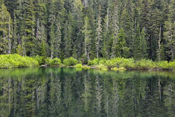 Perfecte pine tree reflecties in de vijver - Foto, afbeelding